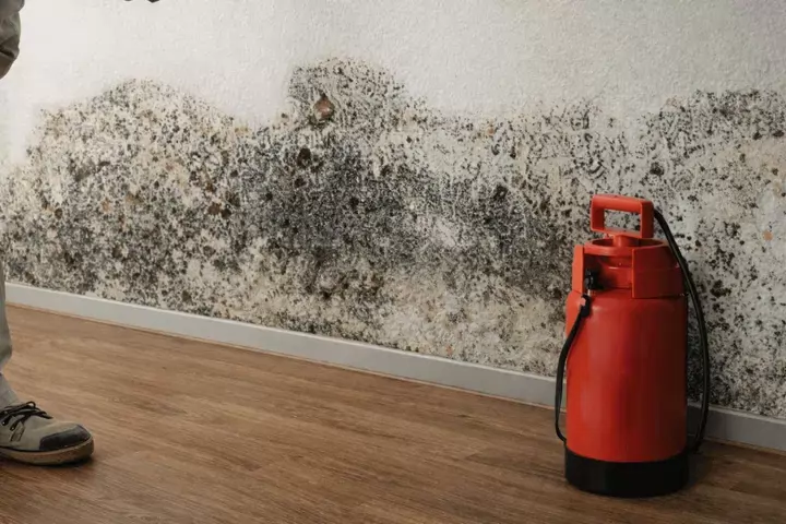 Großflächiger Schimmelbefall an einer Wand